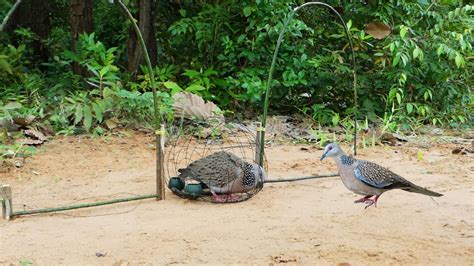 Simple Dove Trap Using Wood Branches - Traditional Creative Bird Trap - YouTube