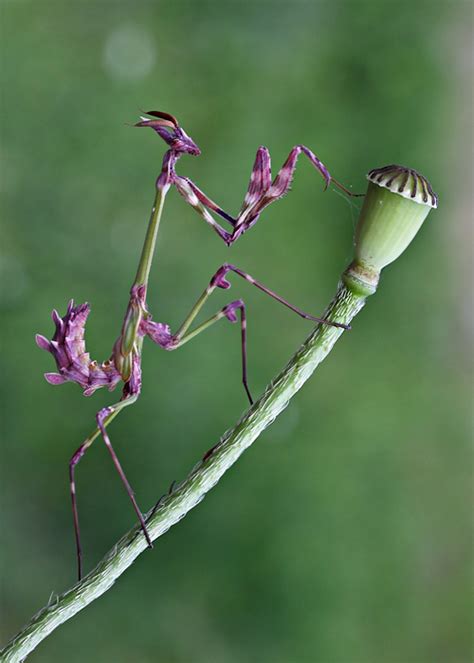 empusa fasciata by lisans on DeviantArt