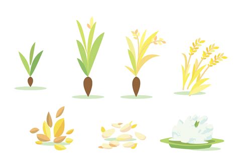 Rice Field Cycle Vector Set 119097 Vector Art at Vecteezy