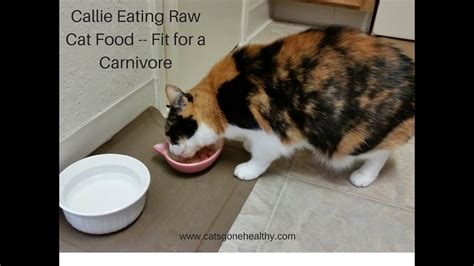 Cat Eating Raw Food|Cats Gone Healthy|Natural Healing - YouTube