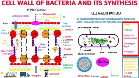 Cell wall of bacteria and its synthesis || How antibiotics inhibit synthesis of cell wall - YouTube