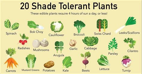 Seaberry Garden & Flower’s Instagram profile post: “Here’s a handy list of veggies and herbs you ...