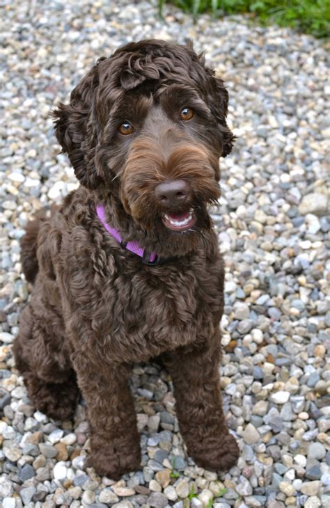 Berkshire Hills Australian Labradoodles | Labradoodle grooming, Australian labradoodle ...