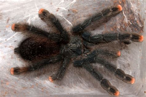 How to Care for a Pet Pink Toe Tarantula