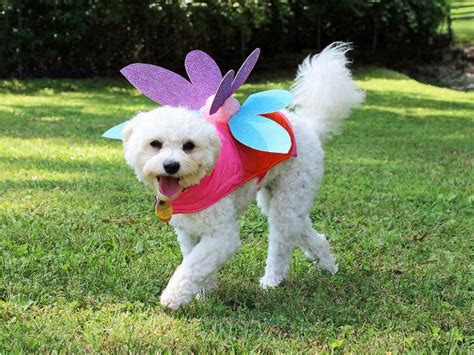 31 Dog Halloween Costumes That Will Make You Smile Instead Of Scream - Playing Perfect