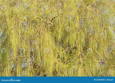 Willow tree leafs stock image. Image of tree, grass, green - 32365865