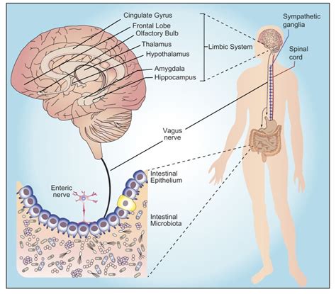 Butterflies in Your Belly: The Microbiota-Gut-Brain Axis