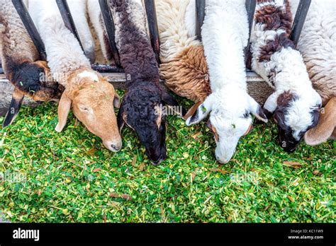 sheep eating grass Stock Photo - Alamy