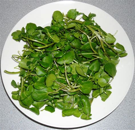 Watercress: Wiki facts for this cookery ingredient