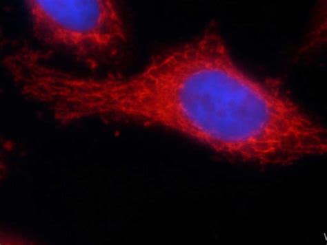 Mitochondria Antibodies | Proteintech Group