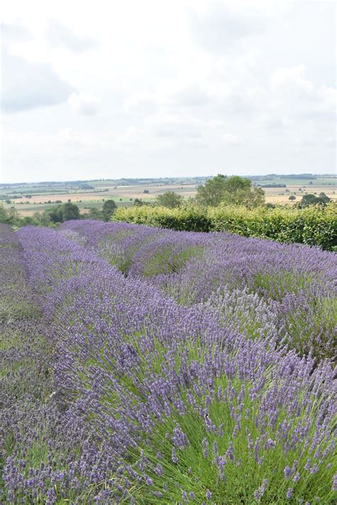 Discover the Beauty of Yorkshire Lavender Fields