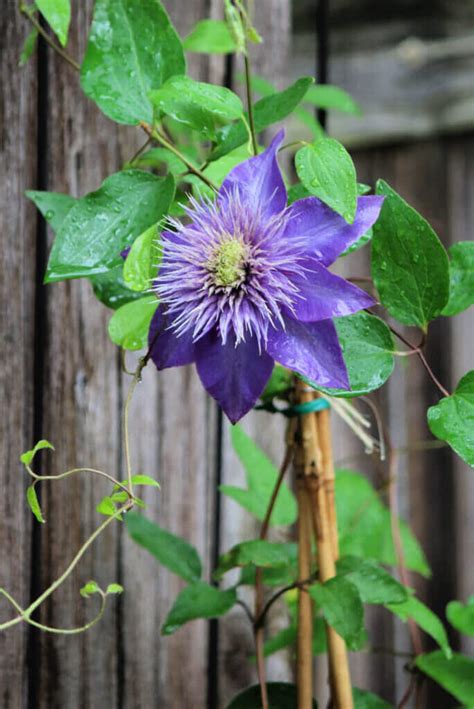 How To Grow & Care For Clematis · Cozy Little House