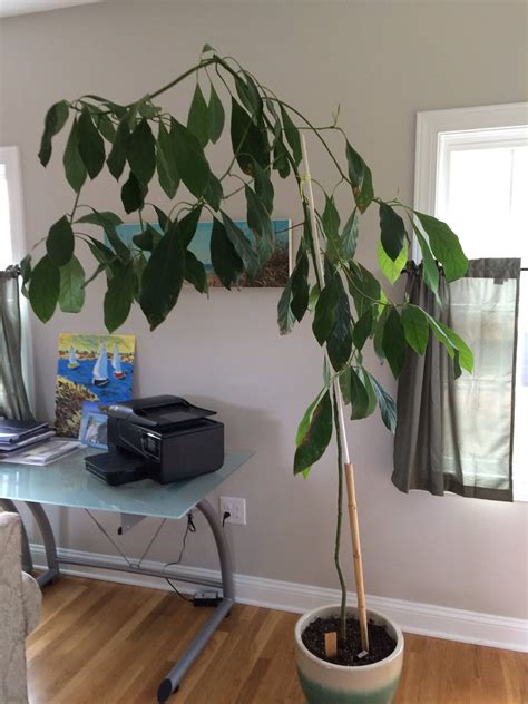 fruit trees - How should I prune a large indoor avocado plant? - Gardening & Landscaping Stack ...