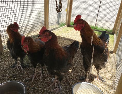 French Black Copper Marans Chicken Breeds | Cackle Hatchery