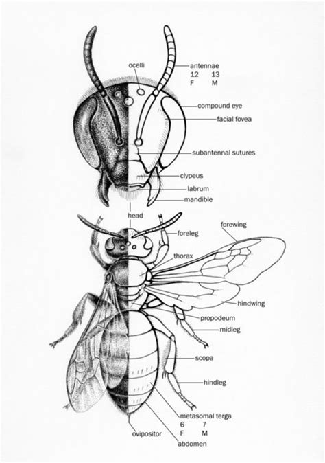 Native Bee Morphology by Noel Badges Pugh | Bee drawing, Scientific illustration, Bee art