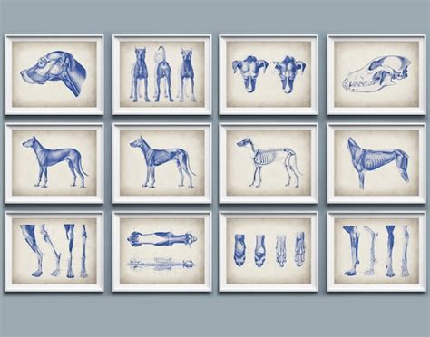 12 Dog Physiology Poster Set Animal Anatomy Art Veterinarian - Etsy