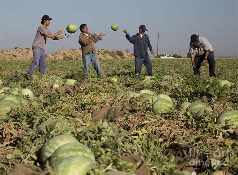 Watermelon Harvest Photograph by Jim West - Fine Art America