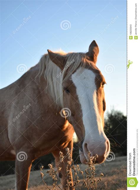 Horse at sunset portrait stock image. Image of field - 106225043