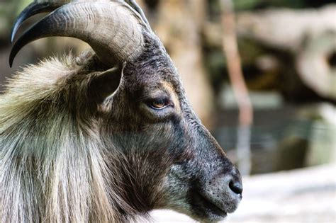 Goat Symbolism (8 Meanings) - Dreams & Spirit Animals