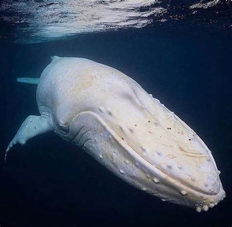 Pin by Lesley Newbery on Whale Love | Albino animals, Rare albino ...