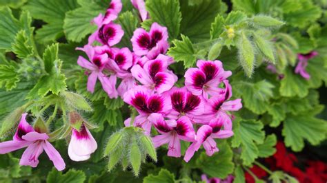 Pelargonium Graveolens | Pelargonium, Flowers, Geraniums