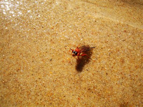 Asisbiz Australia Marcus Beach Bug 01