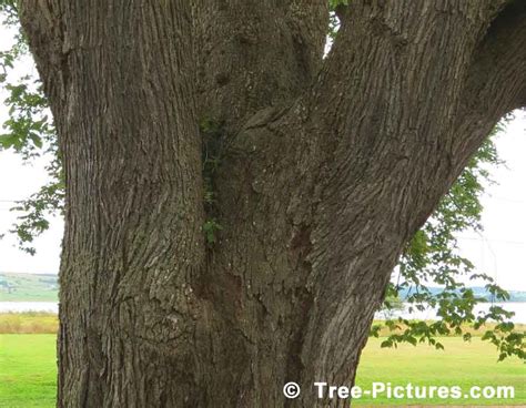 Elm Tree Bark, Close Up Photo for Identification