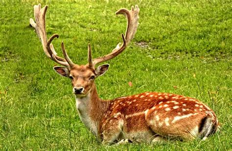 Fallow Deer - Description, Habitat, Image, Diet, and Interesting Facts