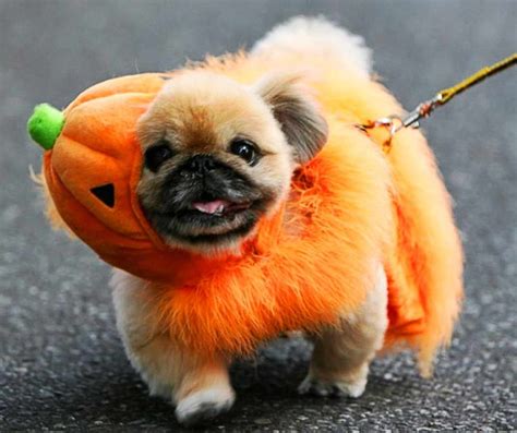 Cute Chihuahua Halloween Costume