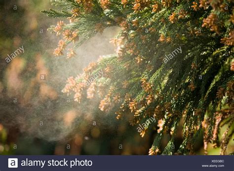 Cedar Pollen High Resolution Stock Photography and Images - Alamy