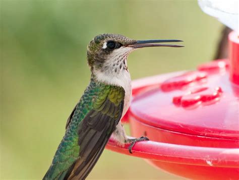 Can Hummingbirds Open Their Beaks? The Science & Facts