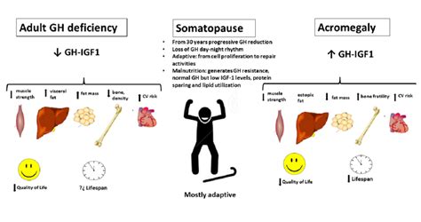 Growth hormone axis physiology and pathology spectrum. The figure shows ...