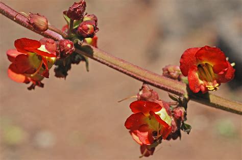 Flower Gallery :: Scrophulariaceae :: D80A4336