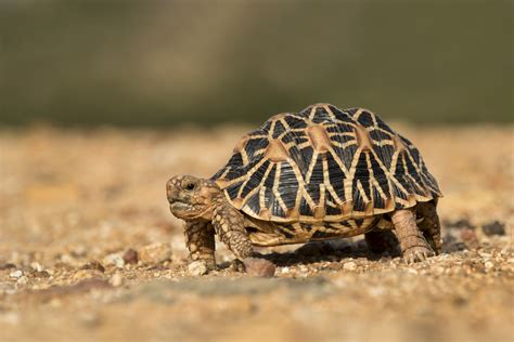 What Do Tortoises Eat and How Much Do They Cost? - Newsweek