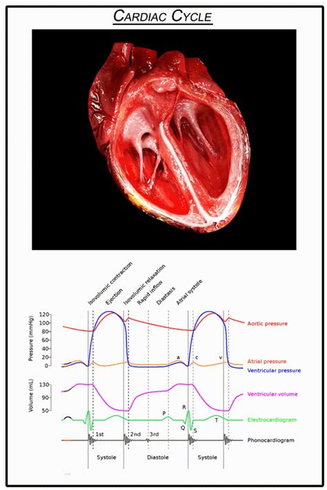 Cardiac Cycle - GIF on Imgur | Cardiac cycle, Cardiac, Physiology