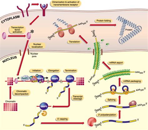 A Unified Theory of Gene Expression: Cell