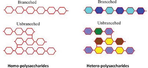 Two types of polysaccharides: Homo-polysaccharides and... | Download Scientific Diagram