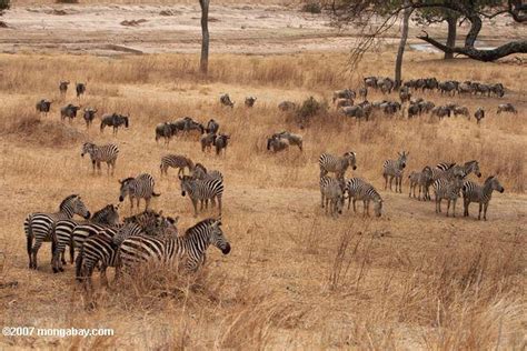 Loss of wildlife and deforestation can increase human disease