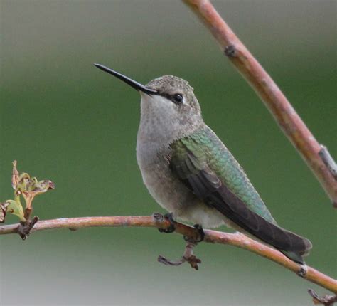 Black-chinned Hummingbird Facts, Habitat, Life Cycle, Baby, Pictures