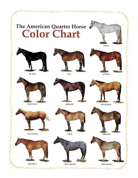 Horse Colour Names - coloring pages