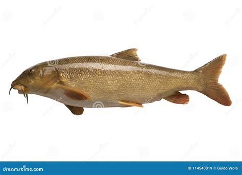 Barbel Fish Stock Images - Download 292 Royalty Free Photos