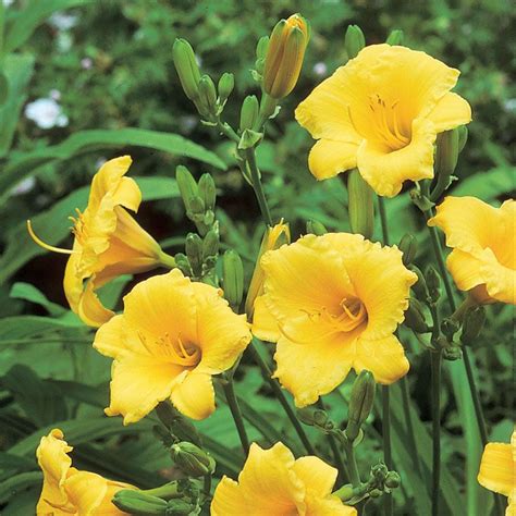 Hemerocallis (Daylily) 'Stella de Oro' - Reblooming | White Flower Farm