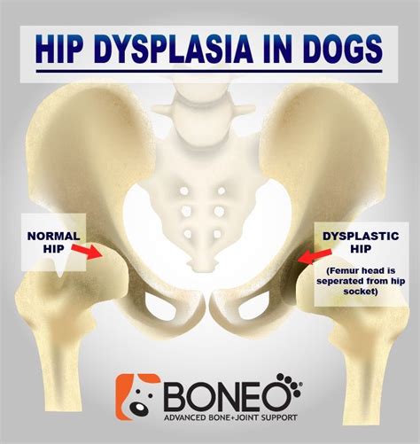 Hip Dysplasia in Dogs: Symptoms and Diagnosis of Canine Hip Dysplasia | BONEO Canine® Dog ...