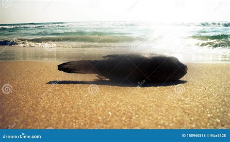 Beaches on Coast of Arabian Sea Stock Photo - Image of natural, biodiversity: 150960518