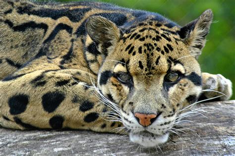 Clouded Leopard Wallpapers - Wallpaper Cave