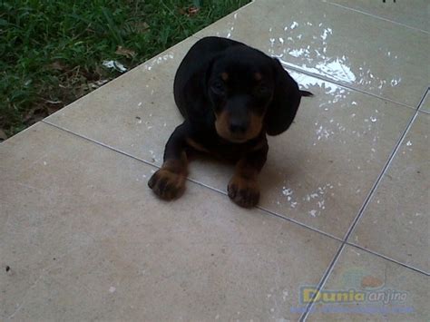 Dunia Anjing | Jual Anjing Dachshund - 4 SALE SEPASANG PUPPIES TEKEL