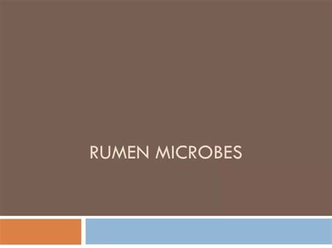 PPT - Rumen microbes PowerPoint Presentation - ID:2316244