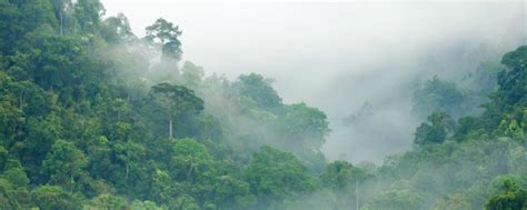 Climate - The Congo Rainforest