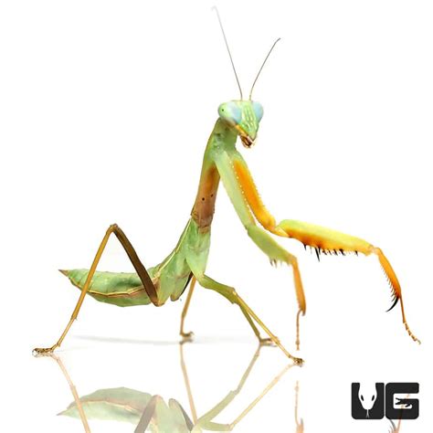 Chinese Golden Mantis For Sale - Underground Reptiles