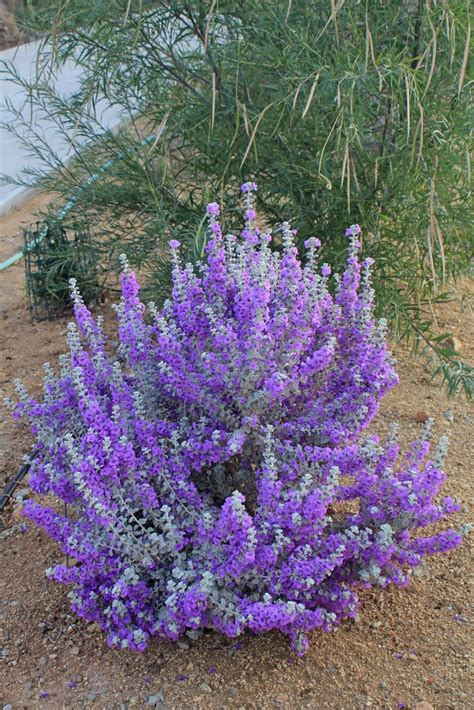 Texas drought resistant plants blogs - Google Search | Drought Resistant Plants | Pinterest ...